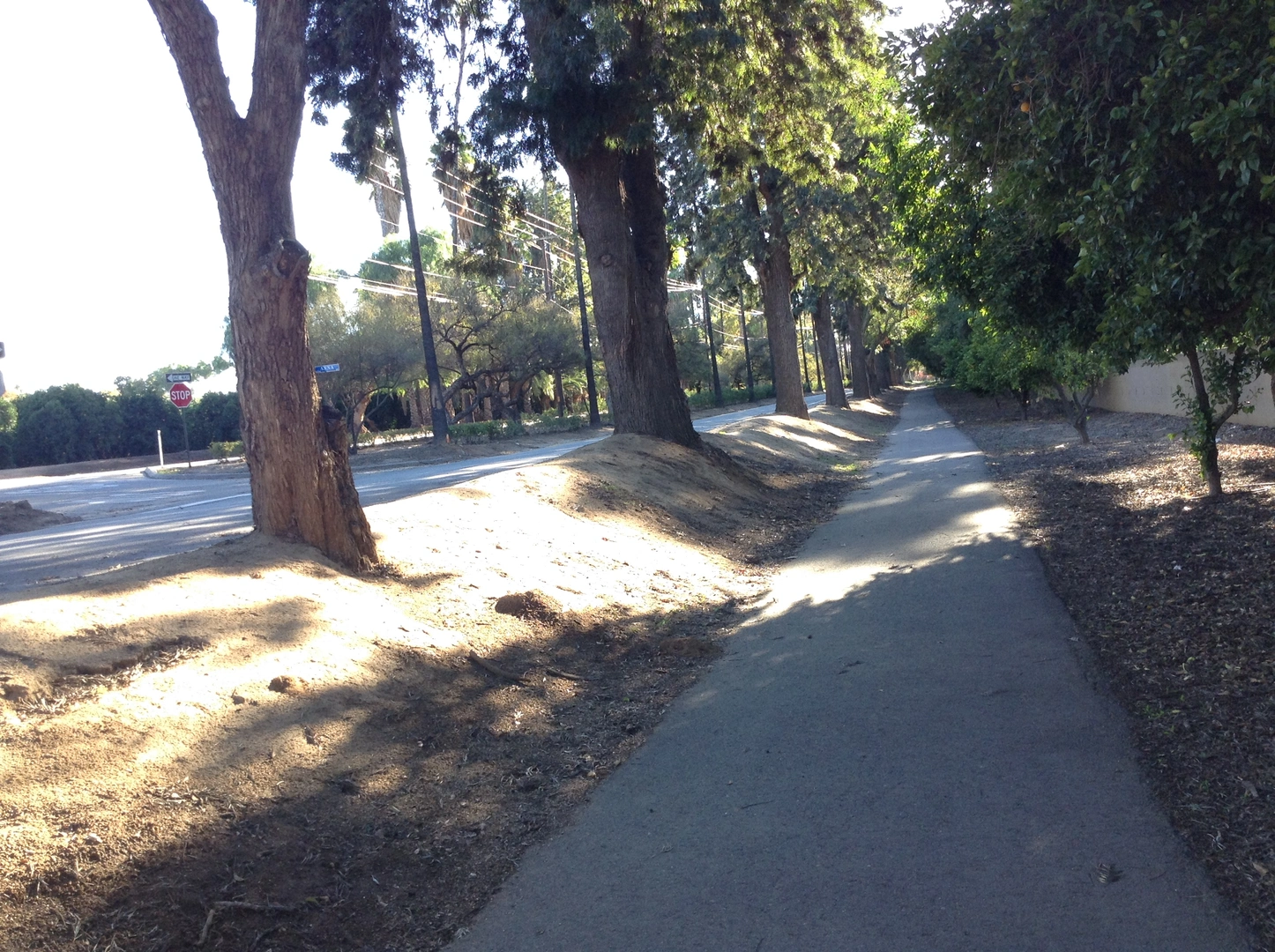 An image depicting the trail Rosanna Scott Memorial Trail and its surrounding area.