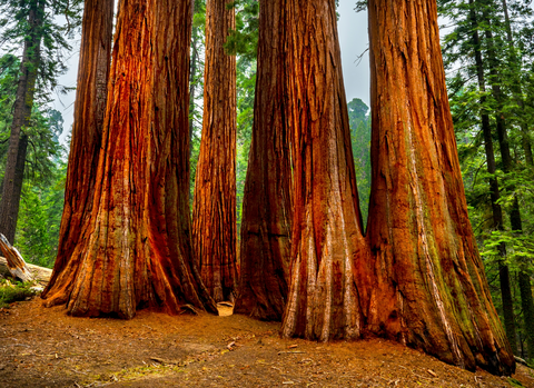 Muir Grove Trail