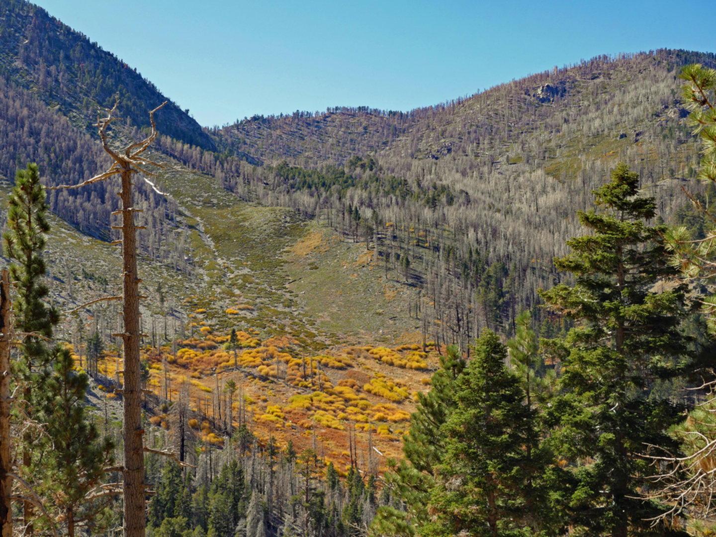 An image depicting the trail San Gorgonio Mountain via Vivian Creek Trail and its surrounding area.