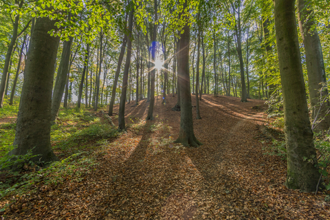 Spaubeekerbos and Takkelinde Loop