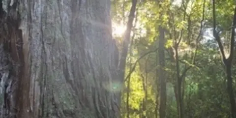 A’Deanes Bush Walk