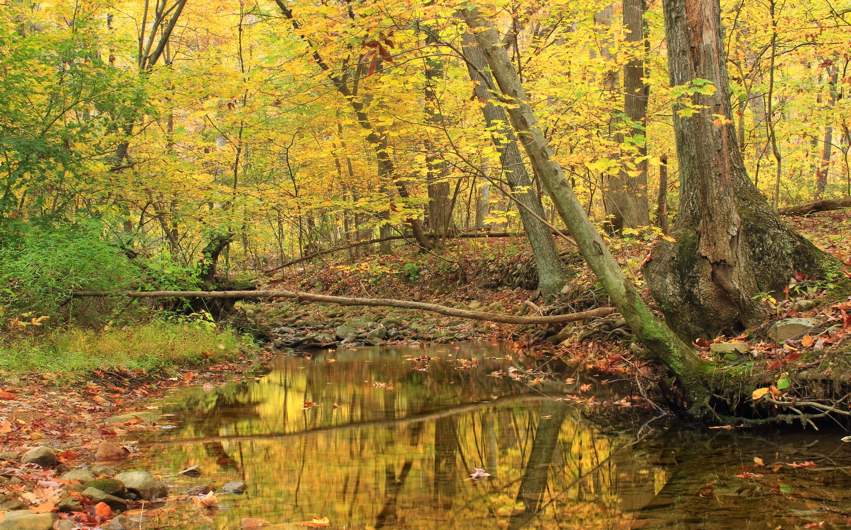 An image depicting the trail Homestead Trail Loop - Blue Blazed and its surrounding area.