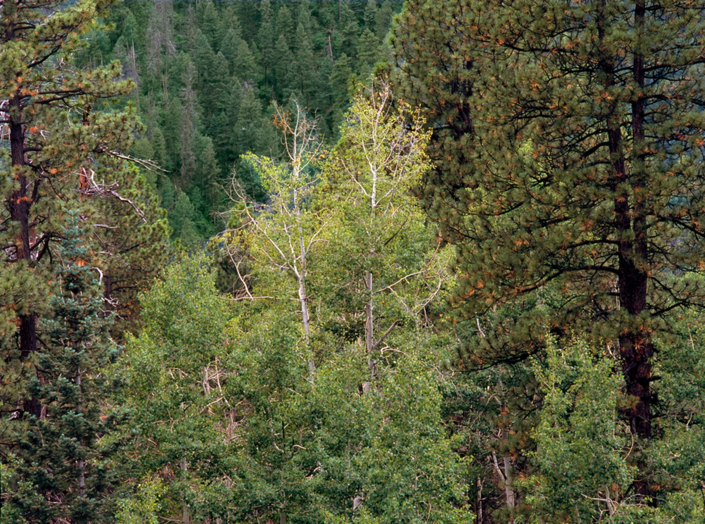 An image depicting the trail Hermosa Creek Trail and its surrounding area.