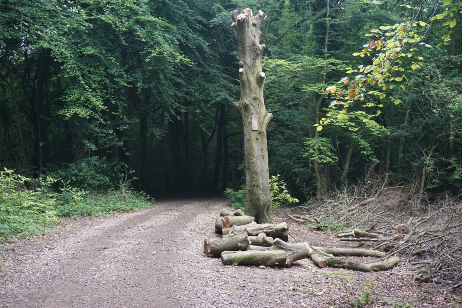 An image depicting the trail Standish Wood Loop and its surrounding area.