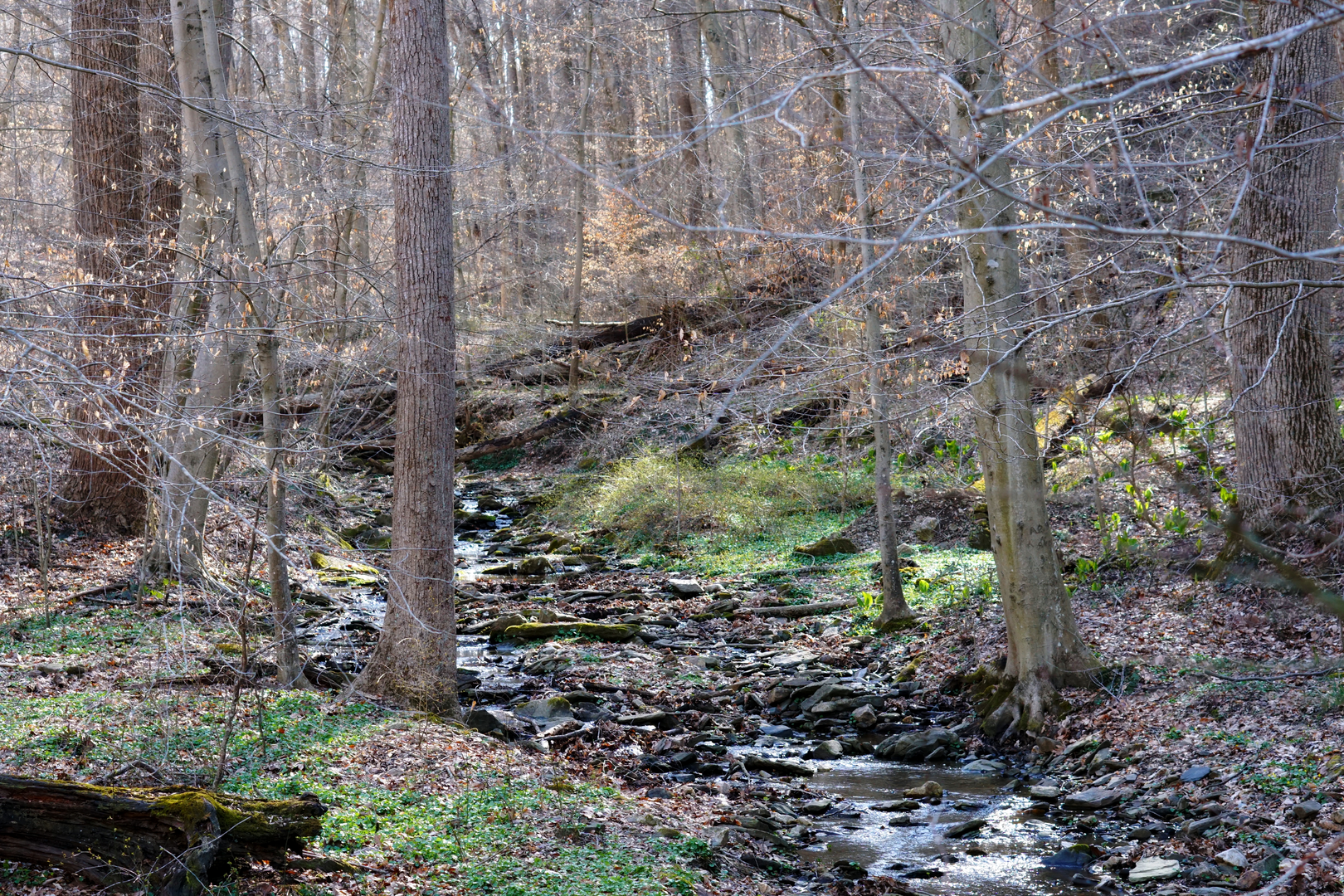 An image depicting the trail Mason Dixon Trail - Delaware and White Creek and its surrounding area.
