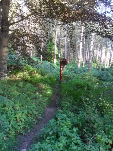 Chopwell Woods Loop