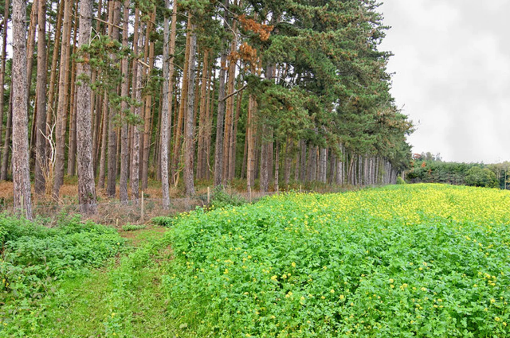 An image depicting the trail Between Beeston and Old Warden and its surrounding area.