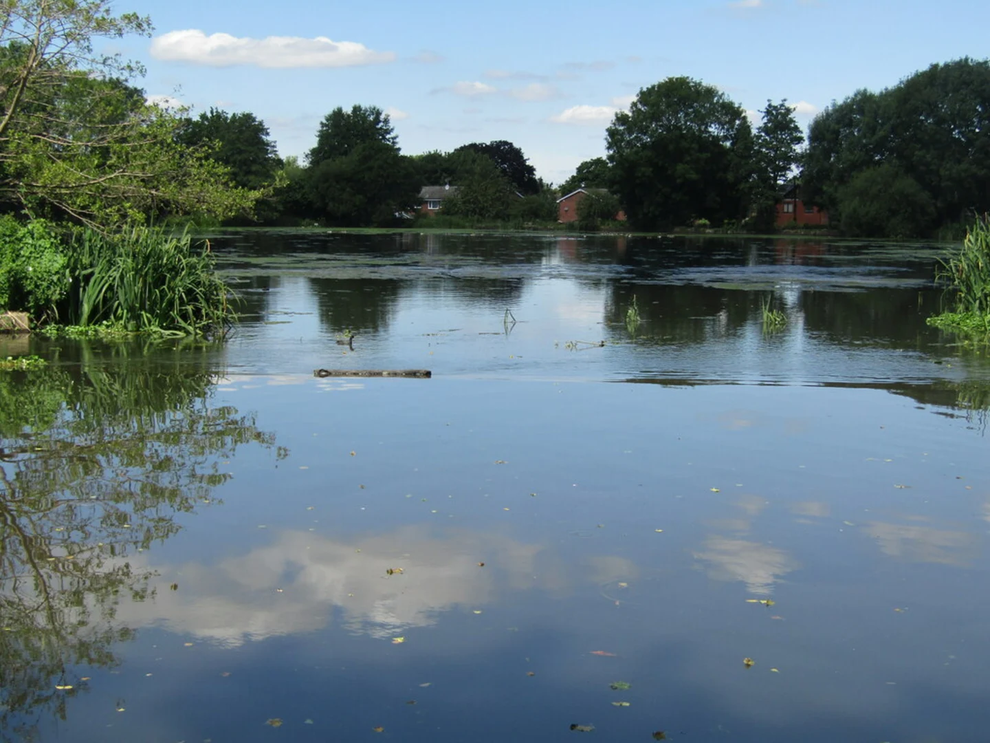 An image depicting the trail Weybridge and Coxes Mill Pond Loop and its surrounding area.