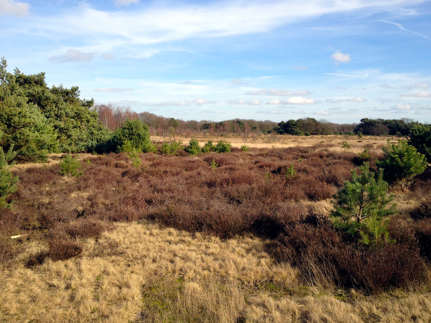 An image depicting the trail Groote Heide and Spinsterberg Loop and its surrounding area.