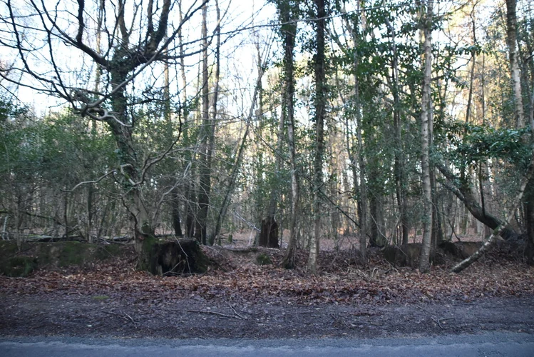 Church Hatch, Hartfield and Withyham Loop via Five Hundred Acre Wood