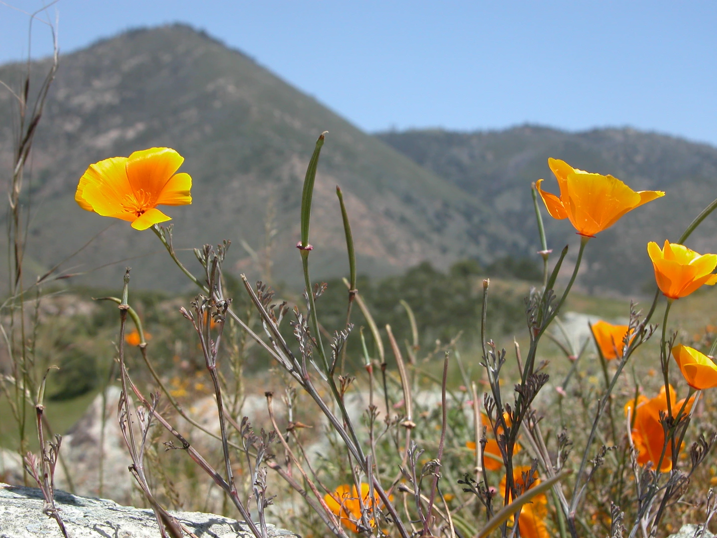 An image depicting the trail Grass Mountain, Zaca Peak and Coulter Peak Loop and its surrounding area.