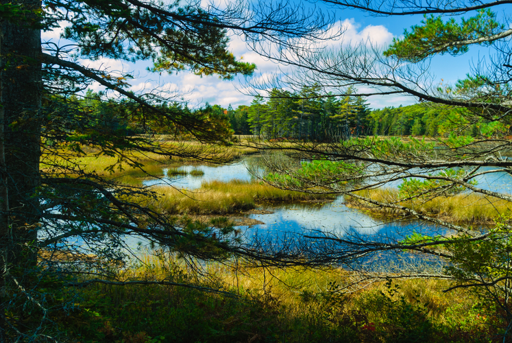 Aunt Betty Pond Trail