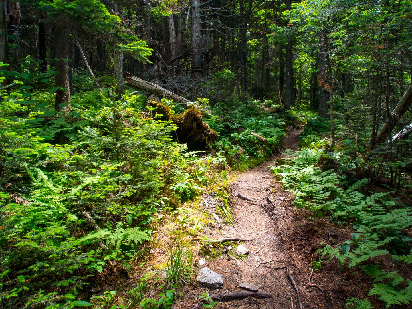 An image depicting the trail Appalachian Trail Section Hike - Sherburne Pass to Dartmouth and its surrounding area.