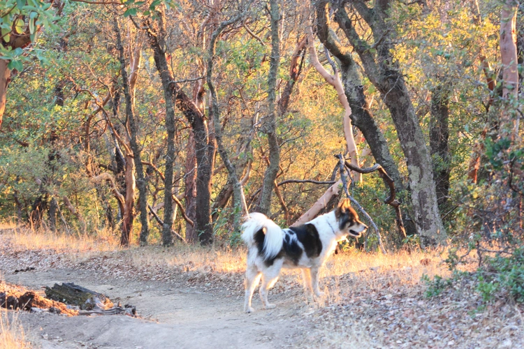 Indian Valley Trail and Witzel Loop Trail