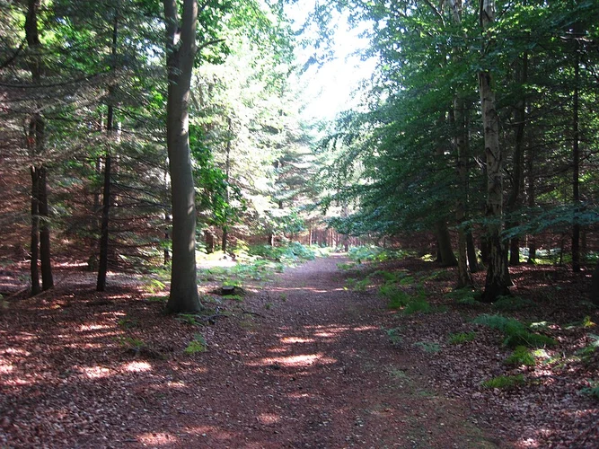 Rendlesham Forest Circular Walk