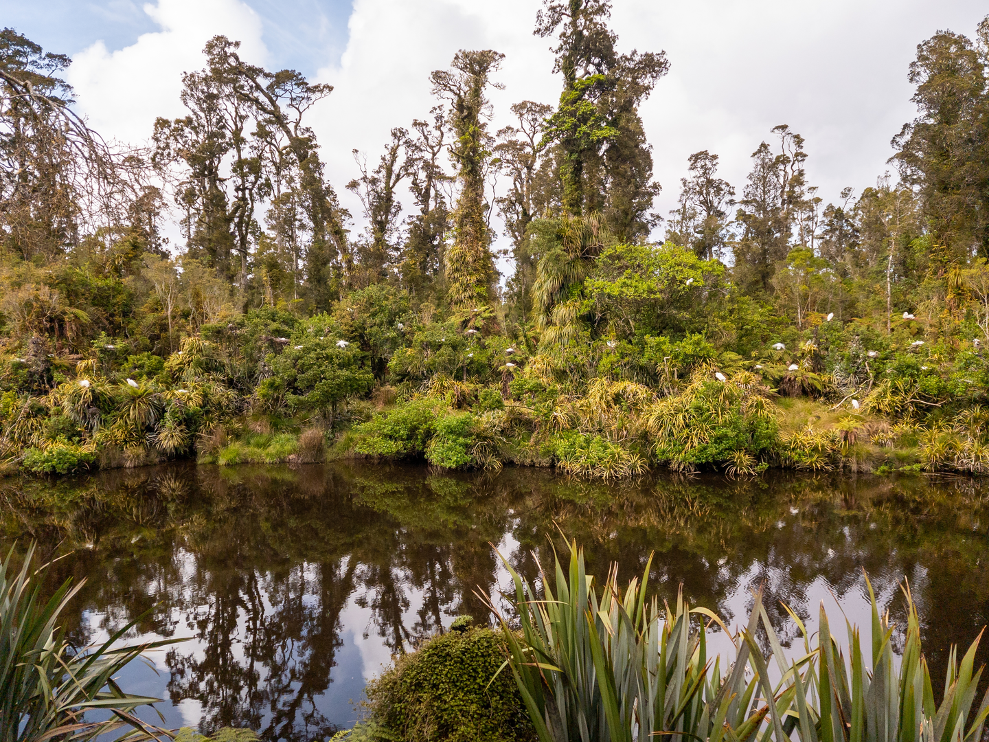 An image depicting the trail Three Mile Pack Track - Ōkārito Coastal Walk and its surrounding area.