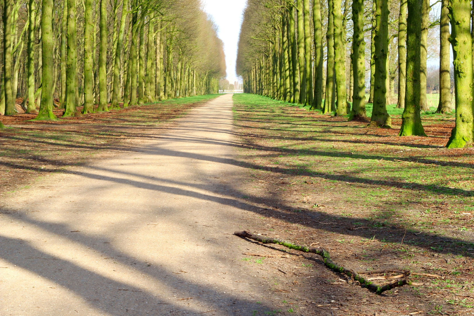 An image depicting the trail Soesterveen and Pijnenburg Loop and its surrounding area.