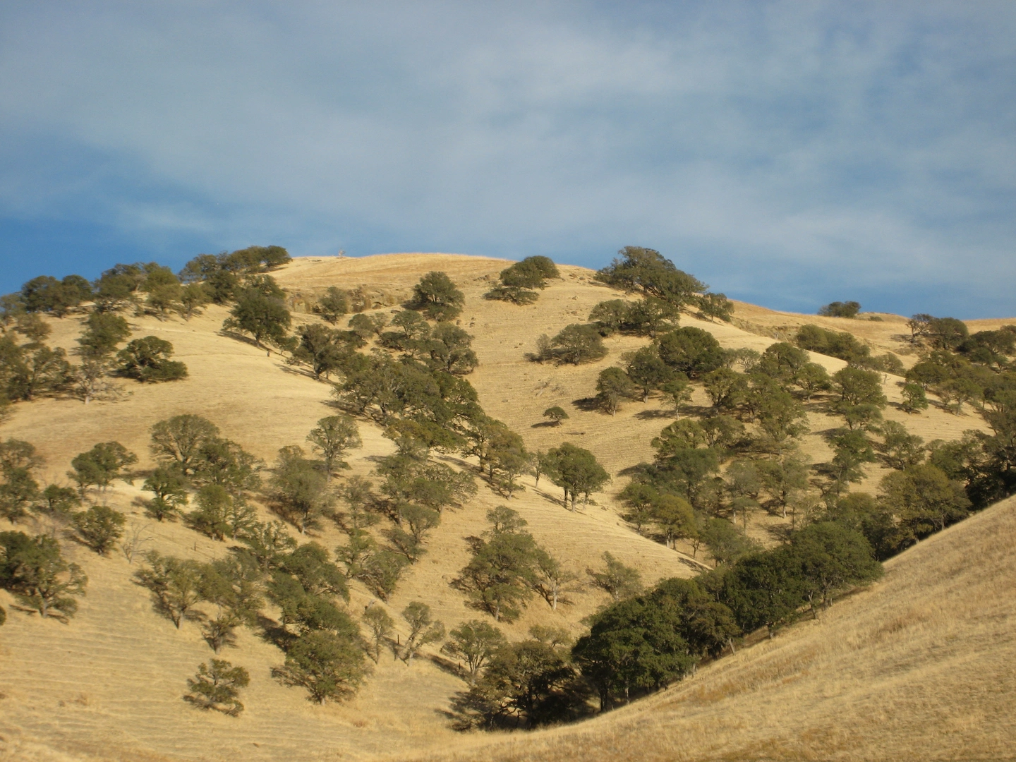 An image depicting the trail Miwok and Fox Trail and its surrounding area.