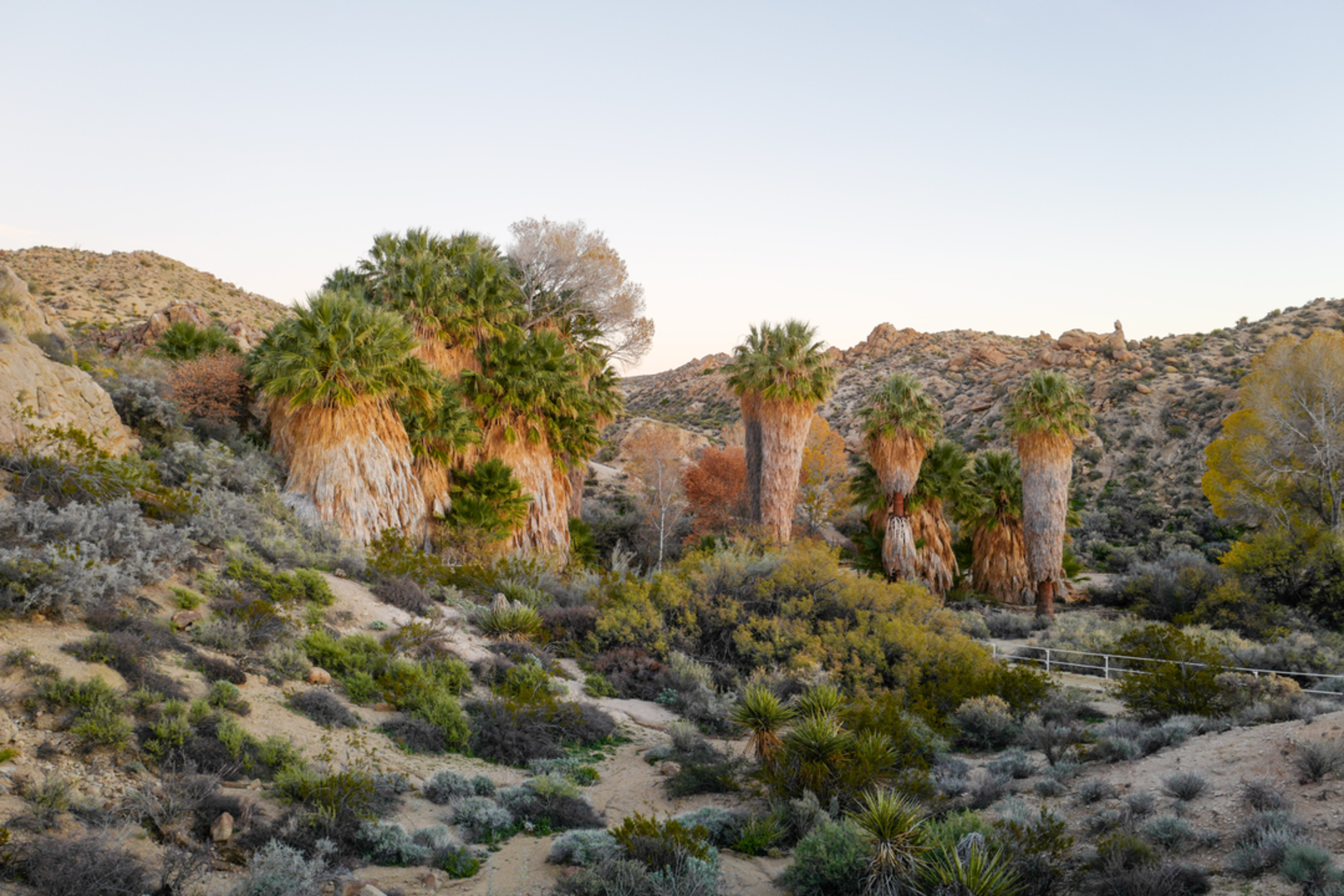 An image depicting the trail Lost Palms Oasis Trail and its surrounding area.
