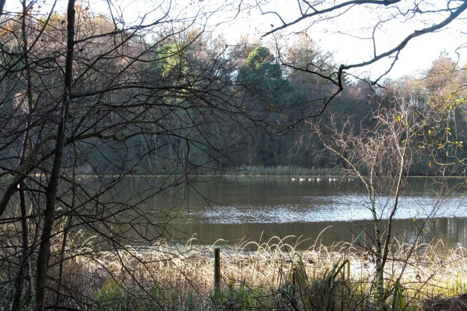 An image depicting the trail Yearsley Woods Loop and its surrounding area.