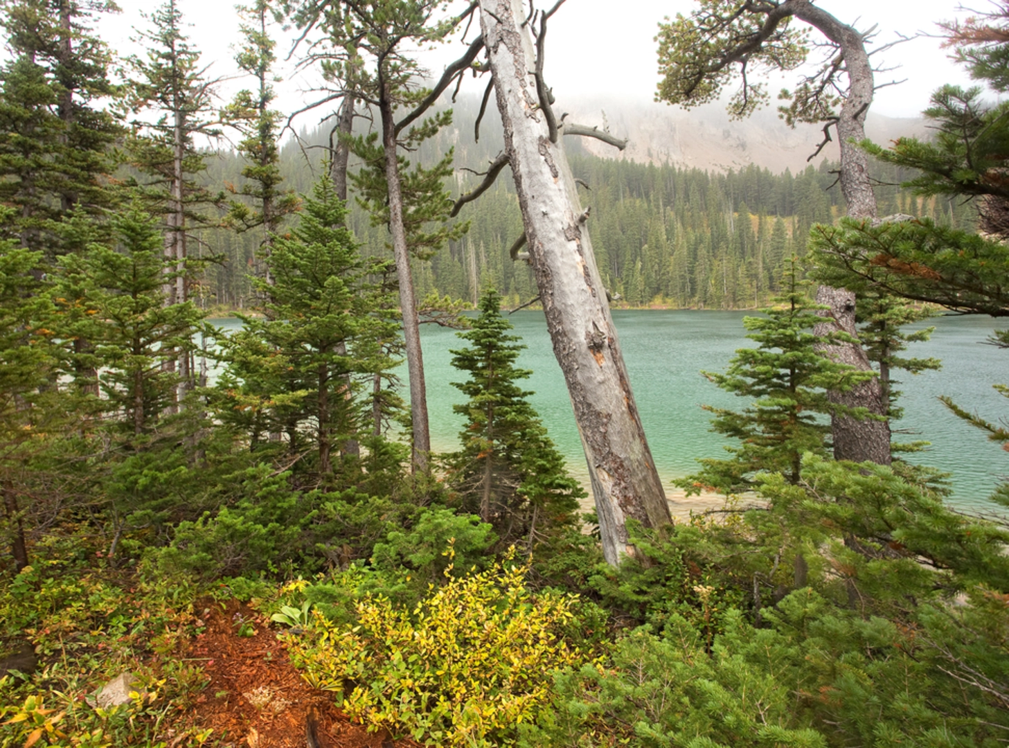 An image depicting the trail Bridger Ridge Trail and its surrounding area.
