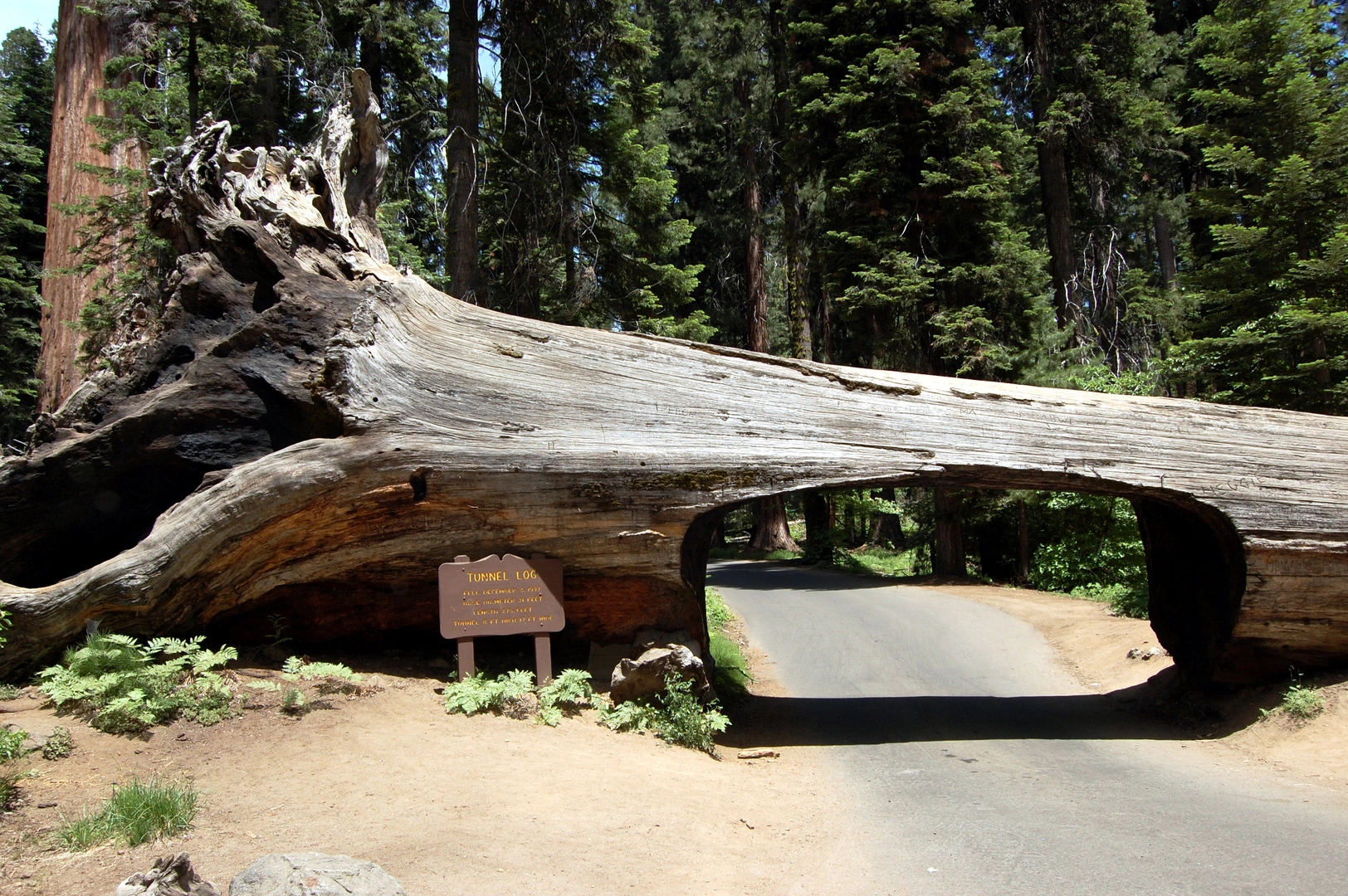 An image depicting the trail Sugar Pine and Trail of the Sequoias Loop and its surrounding area.