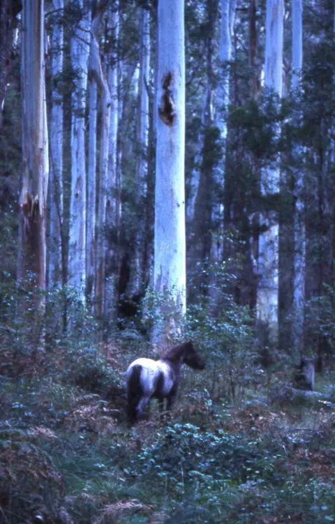 Georges River - Ridge Track