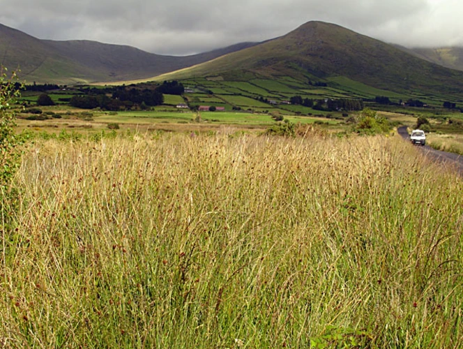 Teeromoyle Mountain and Been Hill Loop
