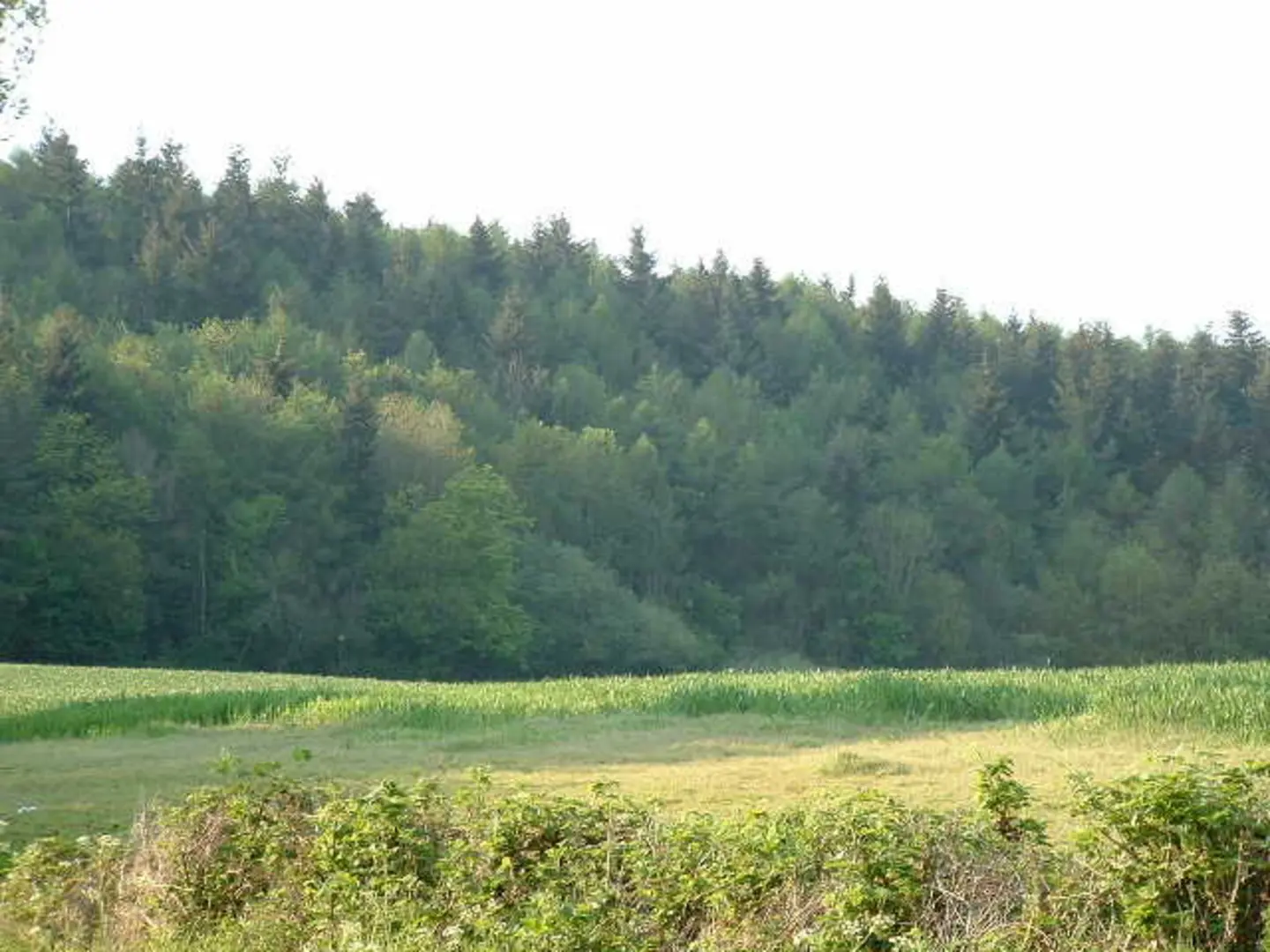 An image depicting the trail Credenhill Camp and Credenhill Park Wood Loop and its surrounding area.