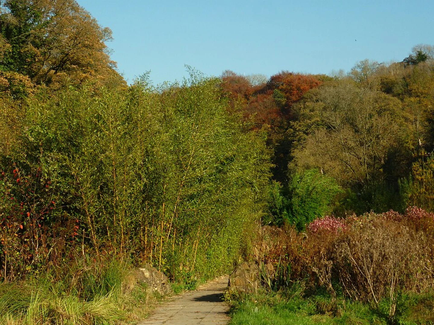 An image depicting the trail Park Wood and Harley Wood Walk and its surrounding area.