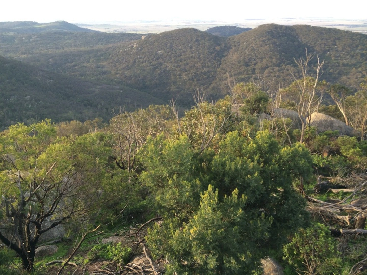 An image depicting the trail You Yangs Peaks Circuit Trail and its surrounding area.