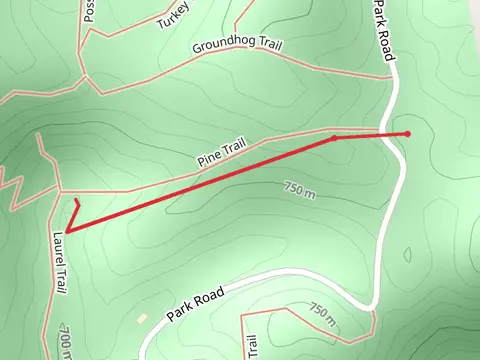 Pine Trail