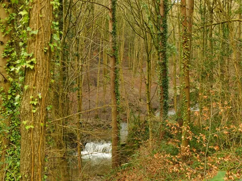 Spring Wood Loop