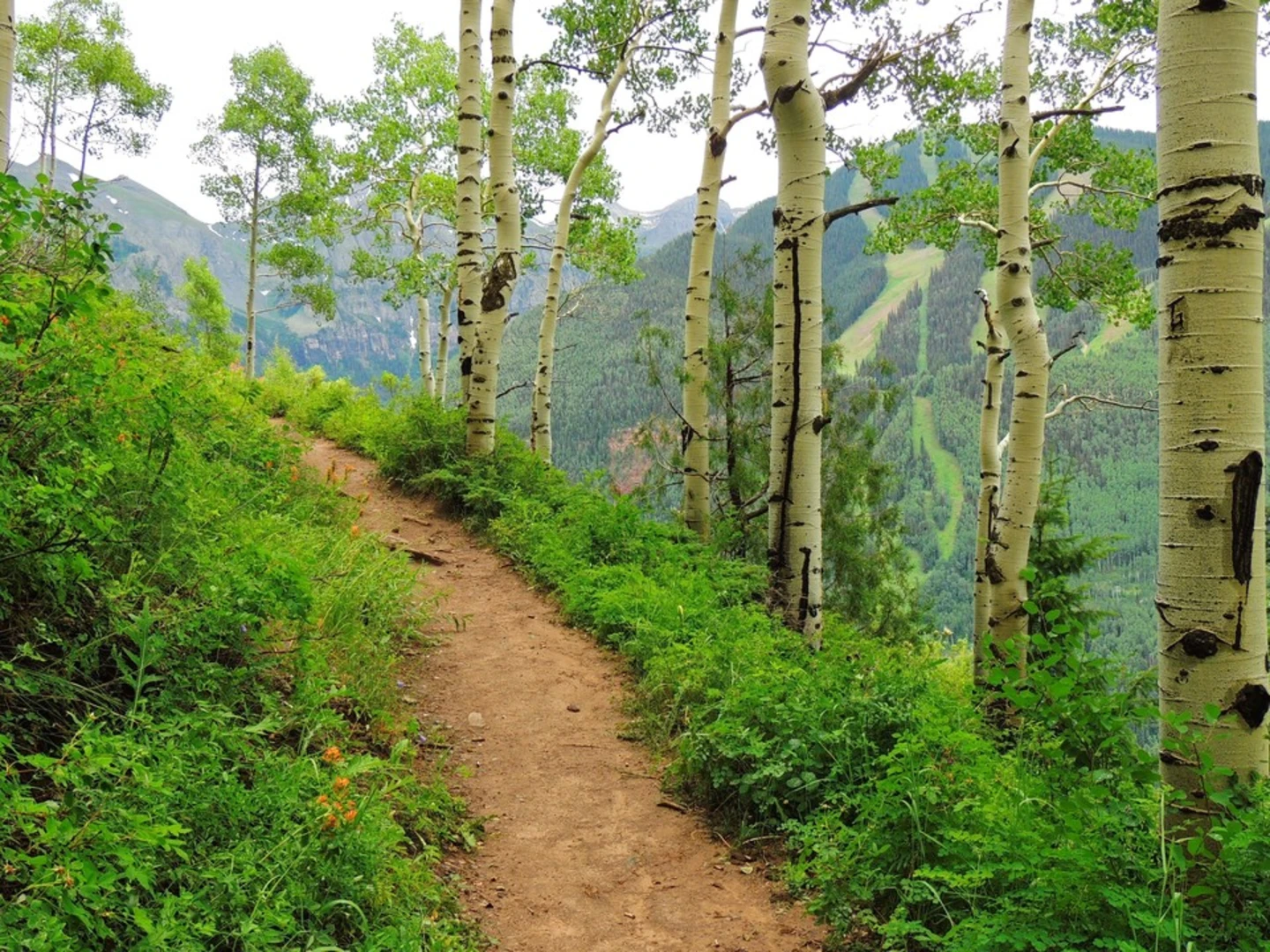 An image depicting the trail Sneffels Highline Trail and its surrounding area.