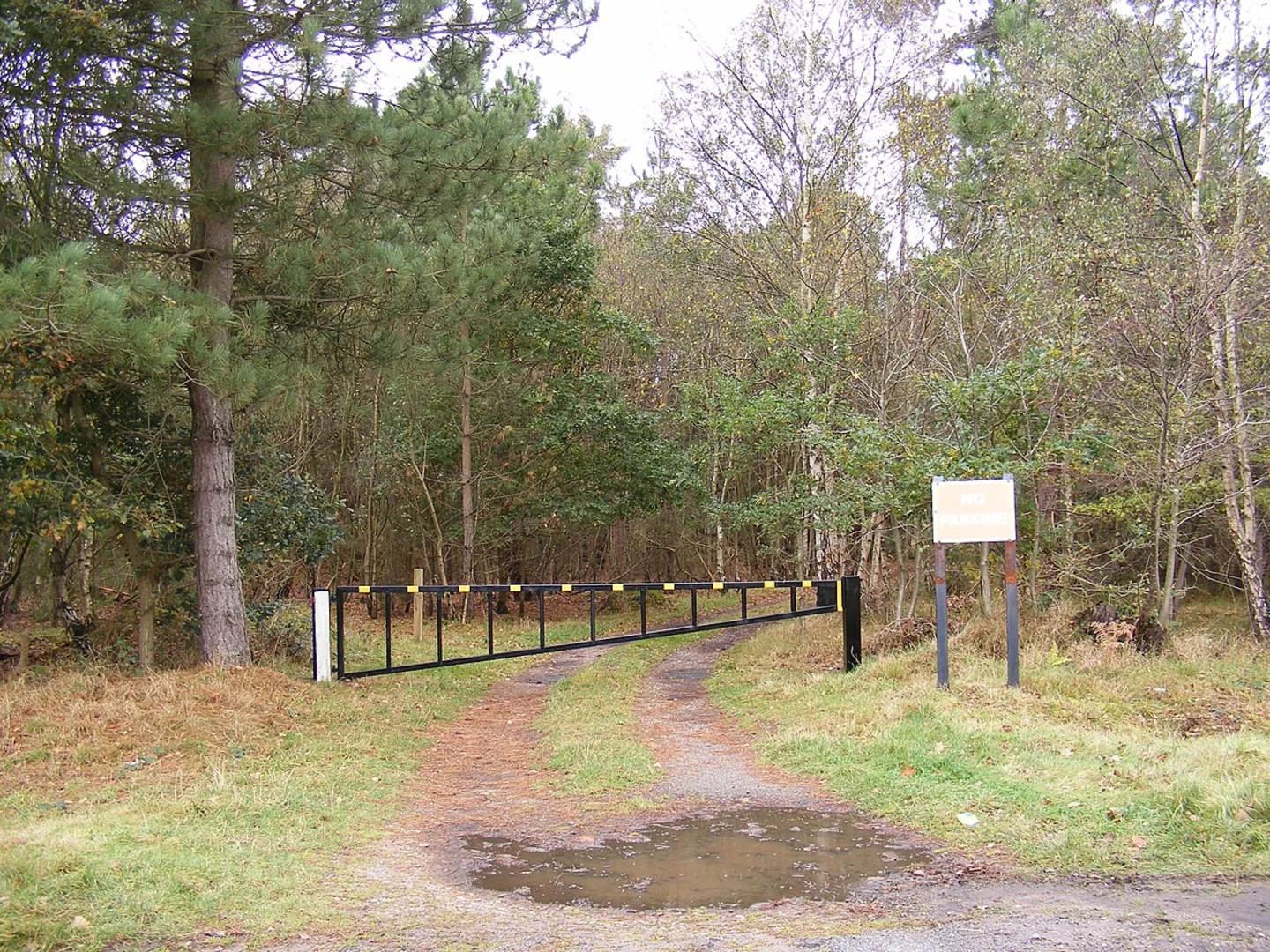 An image depicting the trail Tunstall Forest Loop and its surrounding area.