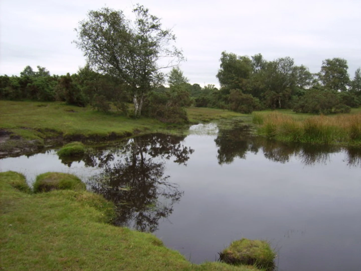 An image depicting the trail Stagbury Mount and Rings Copse Loop and its surrounding area.