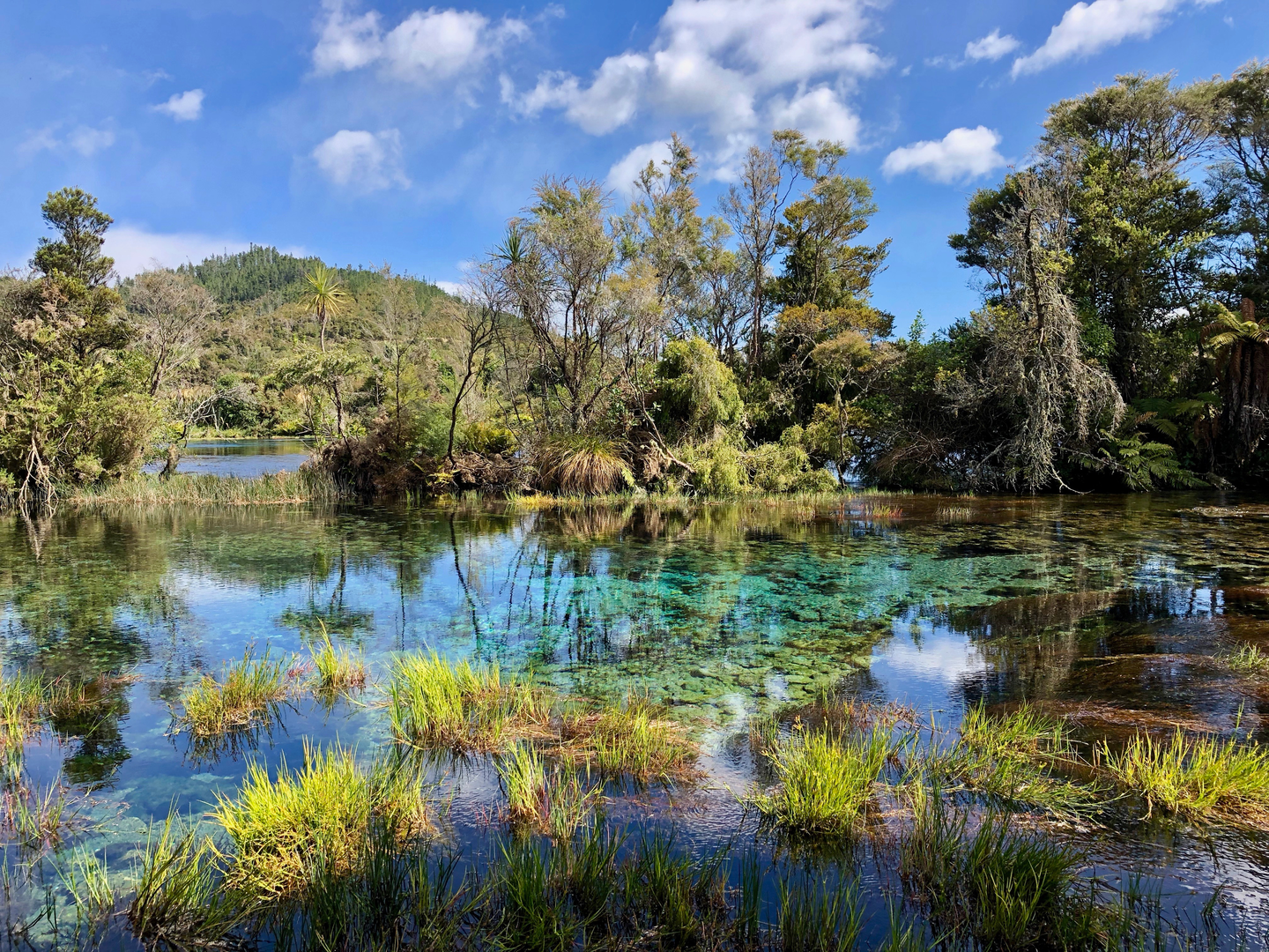 An image depicting the trail Te Waikoropupū Springs Walk and its surrounding area.