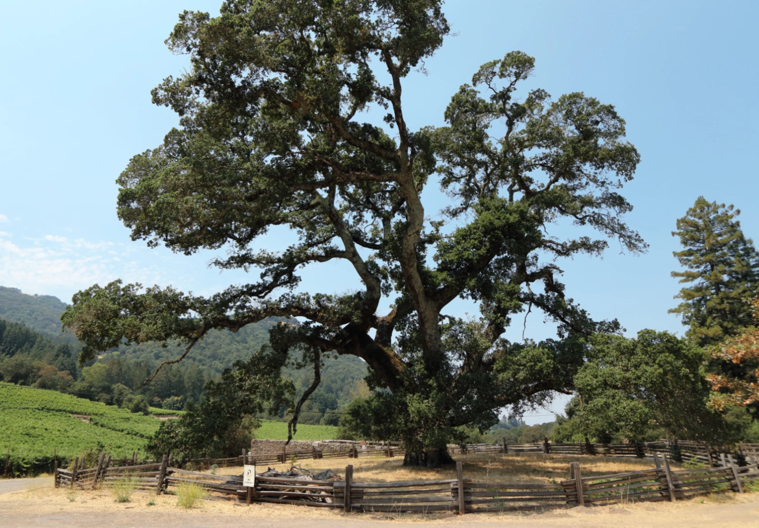 An image depicting the trail Carolyn Day, Fern Lake and Plum Tree Loop Trail and its surrounding area.
