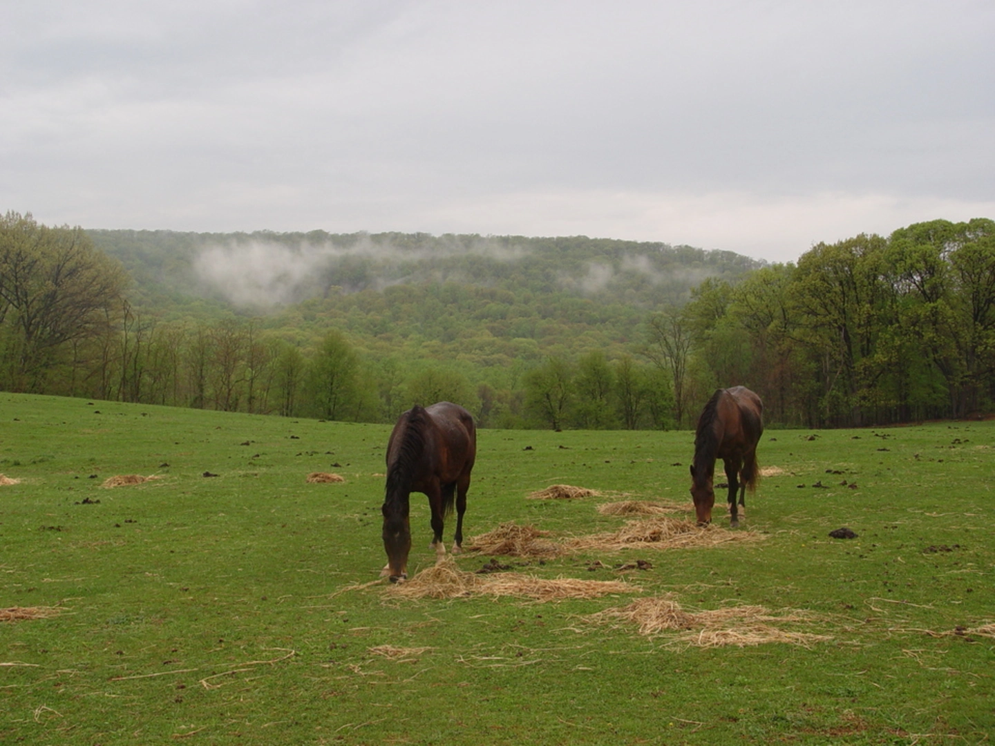 An image depicting the trail Madison Run Road Trail and its surrounding area.