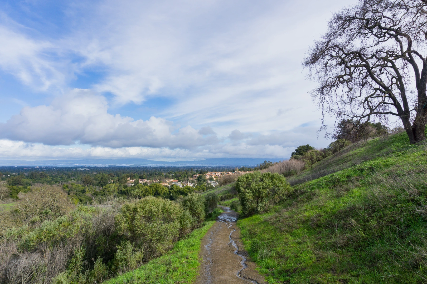 An image depicting the trail Permanente Creek and Wildcat Loop Trail and its surrounding area.