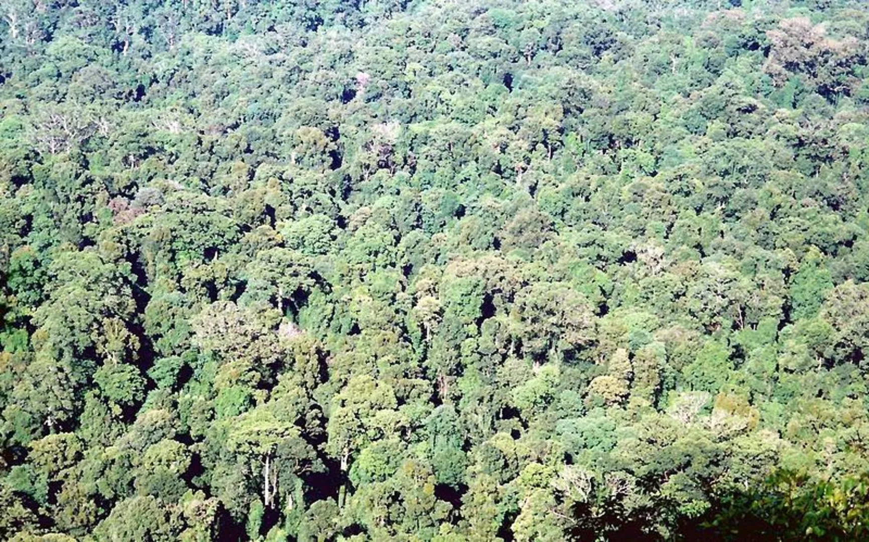 An image depicting the trail Murray Scrub Track and its surrounding area.