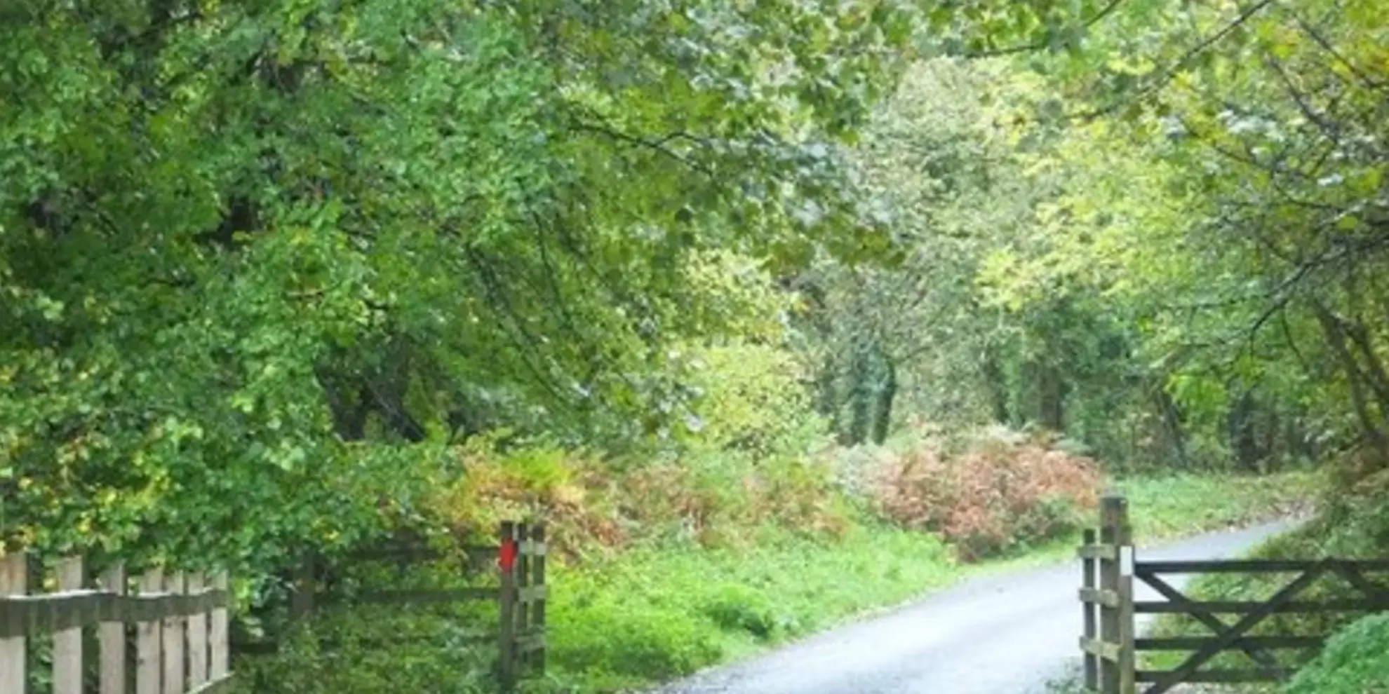 An image depicting the trail Tom Pearse Walk and its surrounding area.