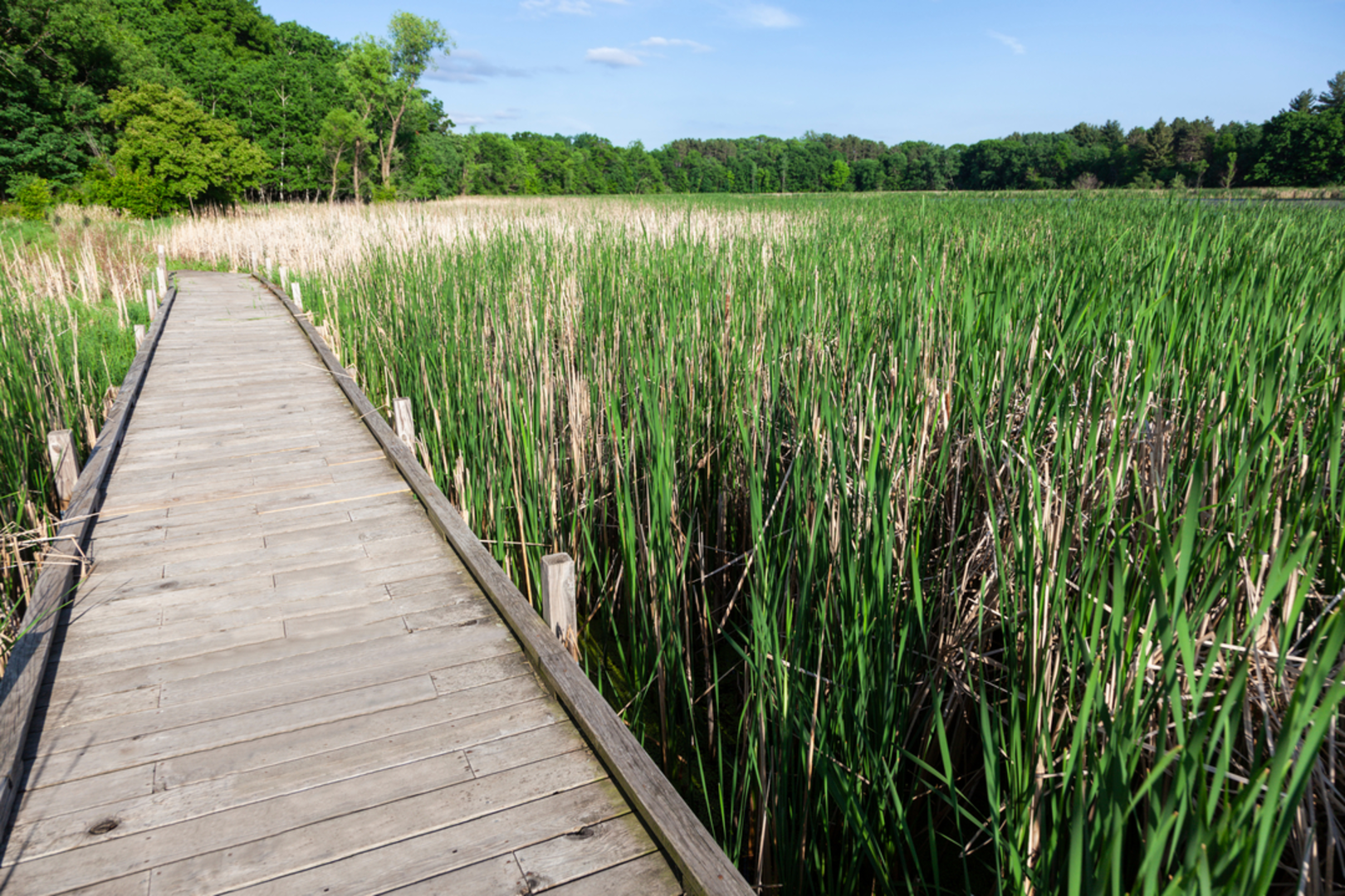 An image depicting the trail Lake Elmo Park Loop - North and its surrounding area.