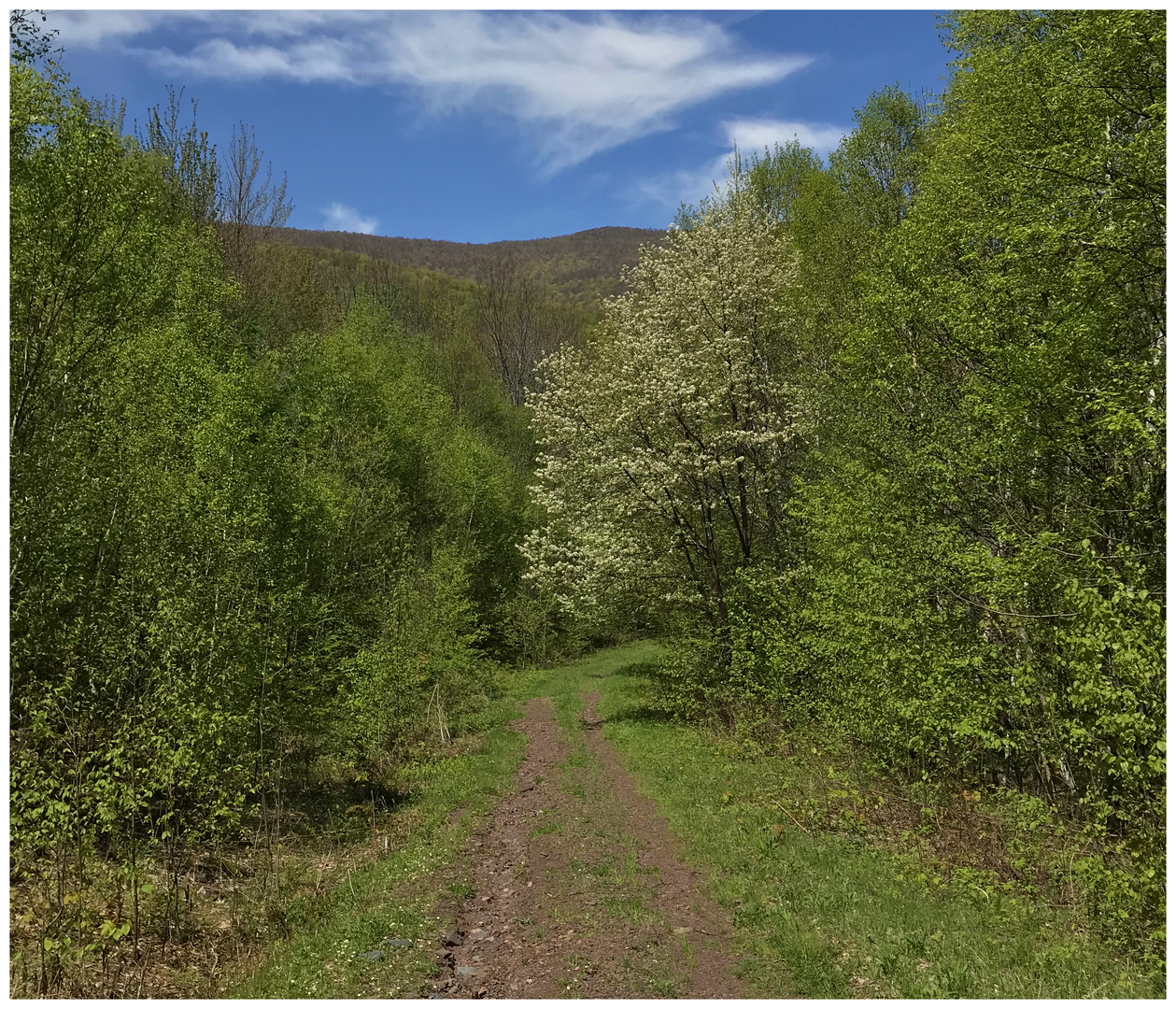 An image depicting the trail Bearpen Mountain Loop and its surrounding area.