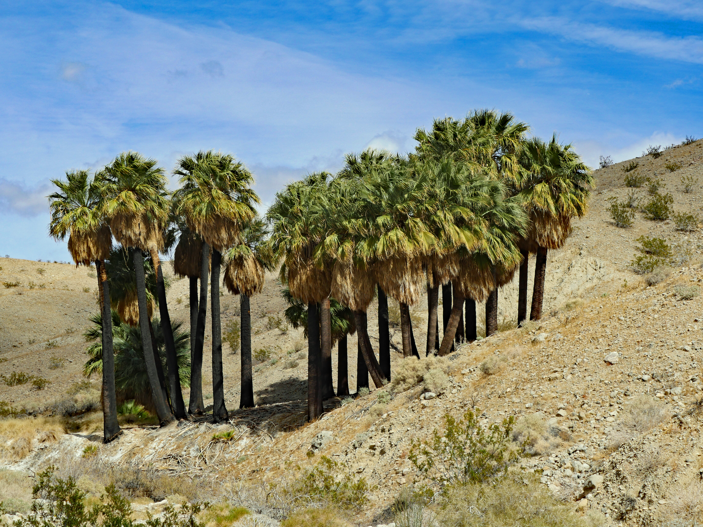 An image depicting the trail Willis Palms Lane Loop and its surrounding area.