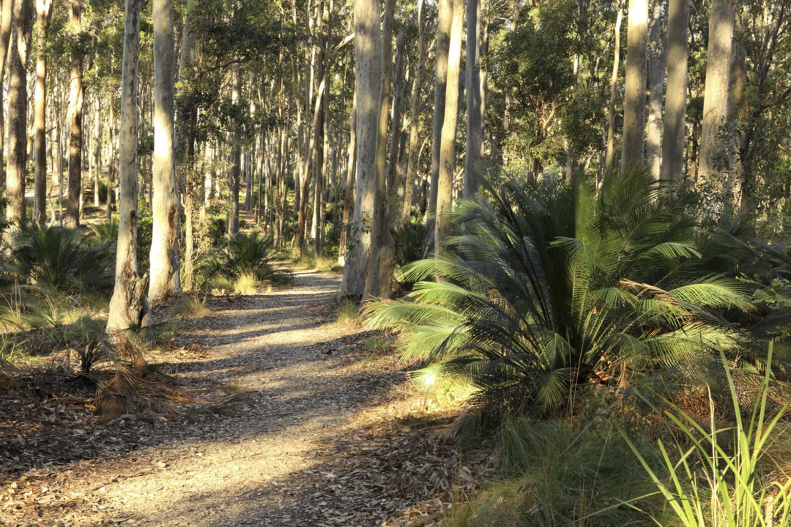 An image depicting the trail Square Head Track - 2 and its surrounding area.