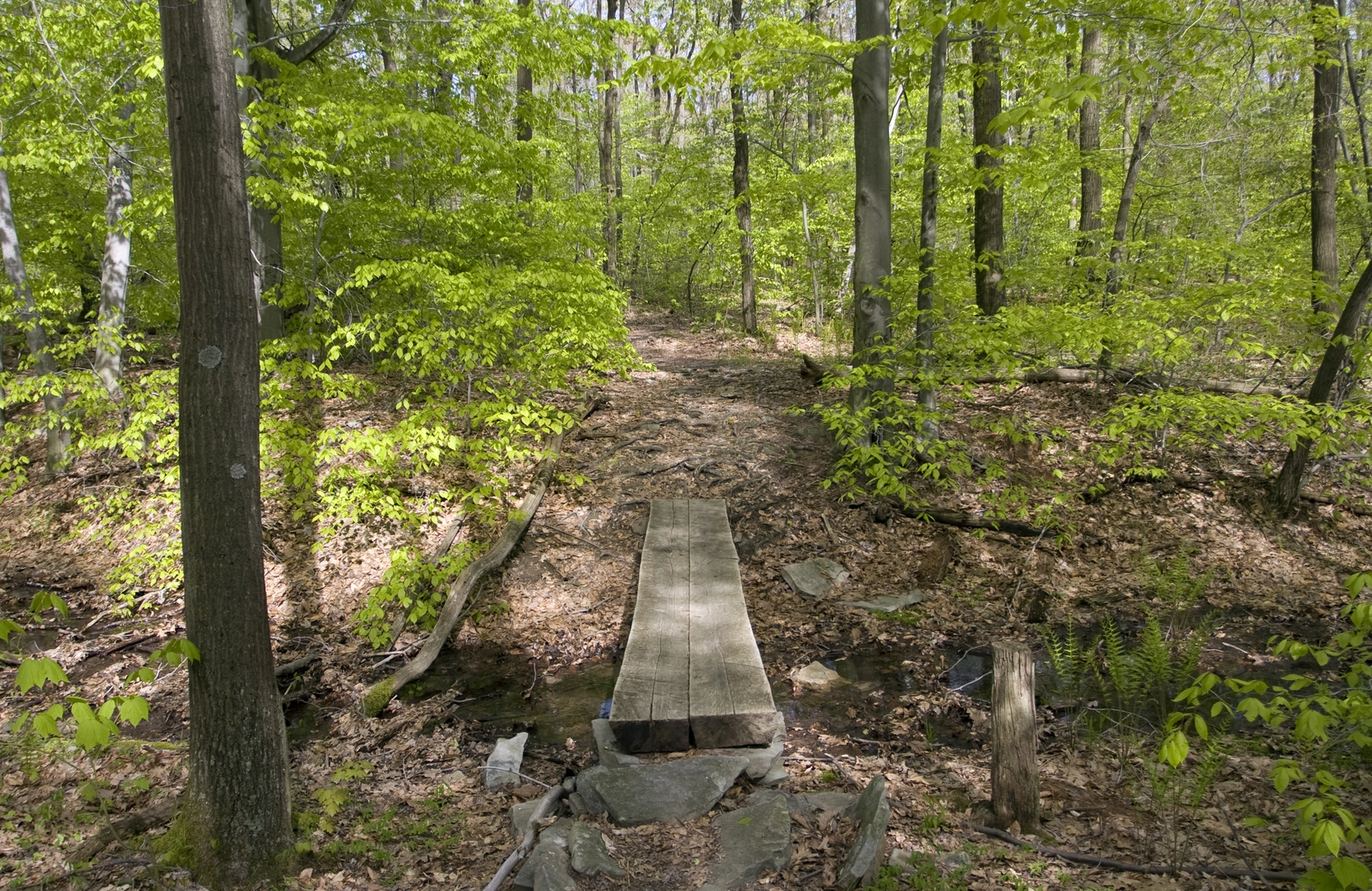 An image depicting the trail Laurel Highlands Hiking Trail and its surrounding area.
