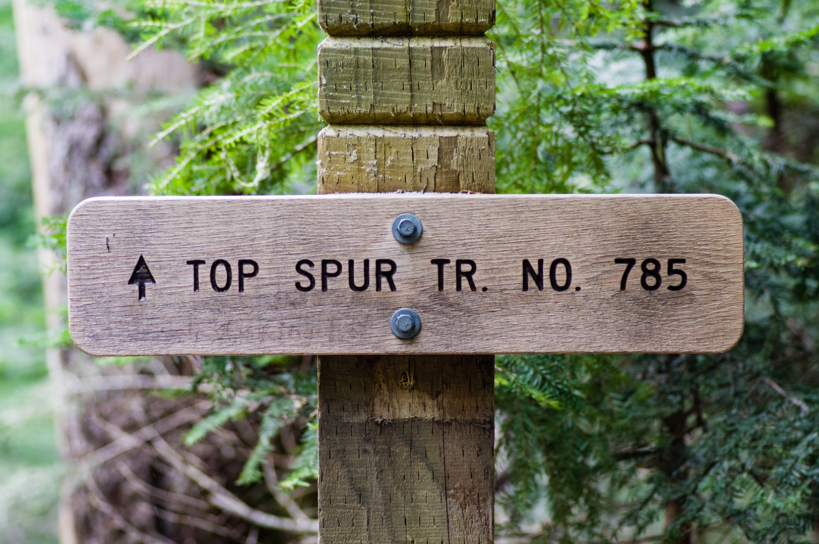 An image depicting the trail Top Spur and Timberline Loop Trail and its surrounding area.