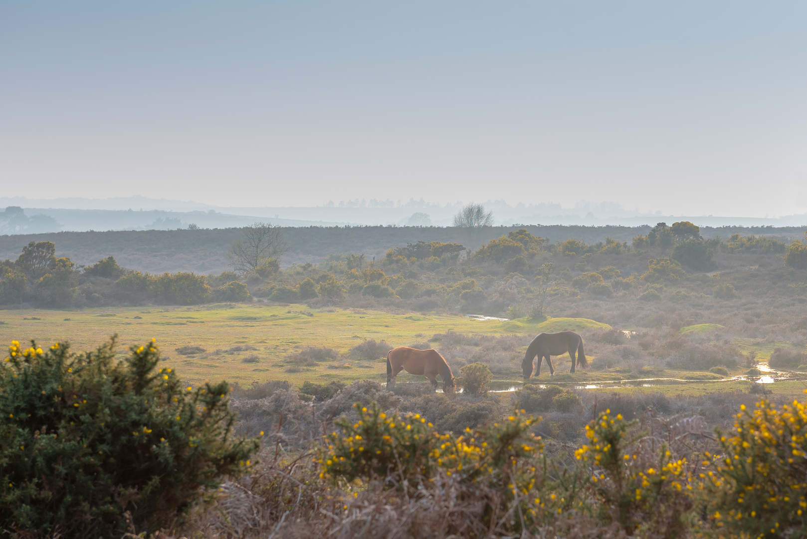 An image depicting the trail Brockenhurst Village Walk and its surrounding area.