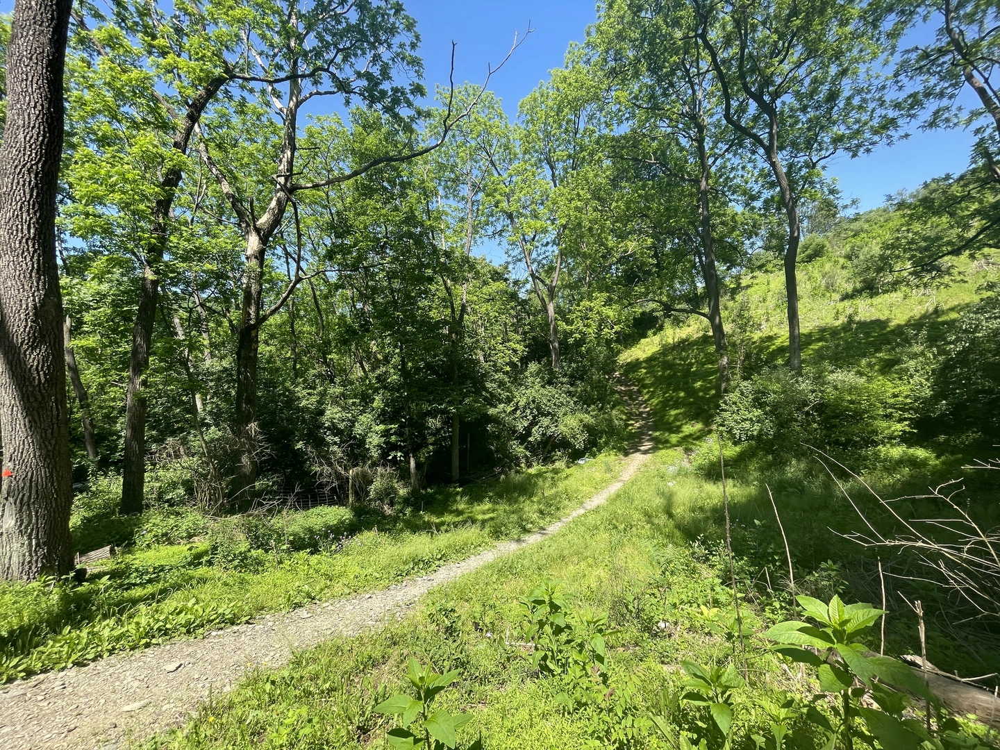 An image depicting the trail Mill Hill Loop via Turkey Ridge and Brian's Trail and its surrounding area.